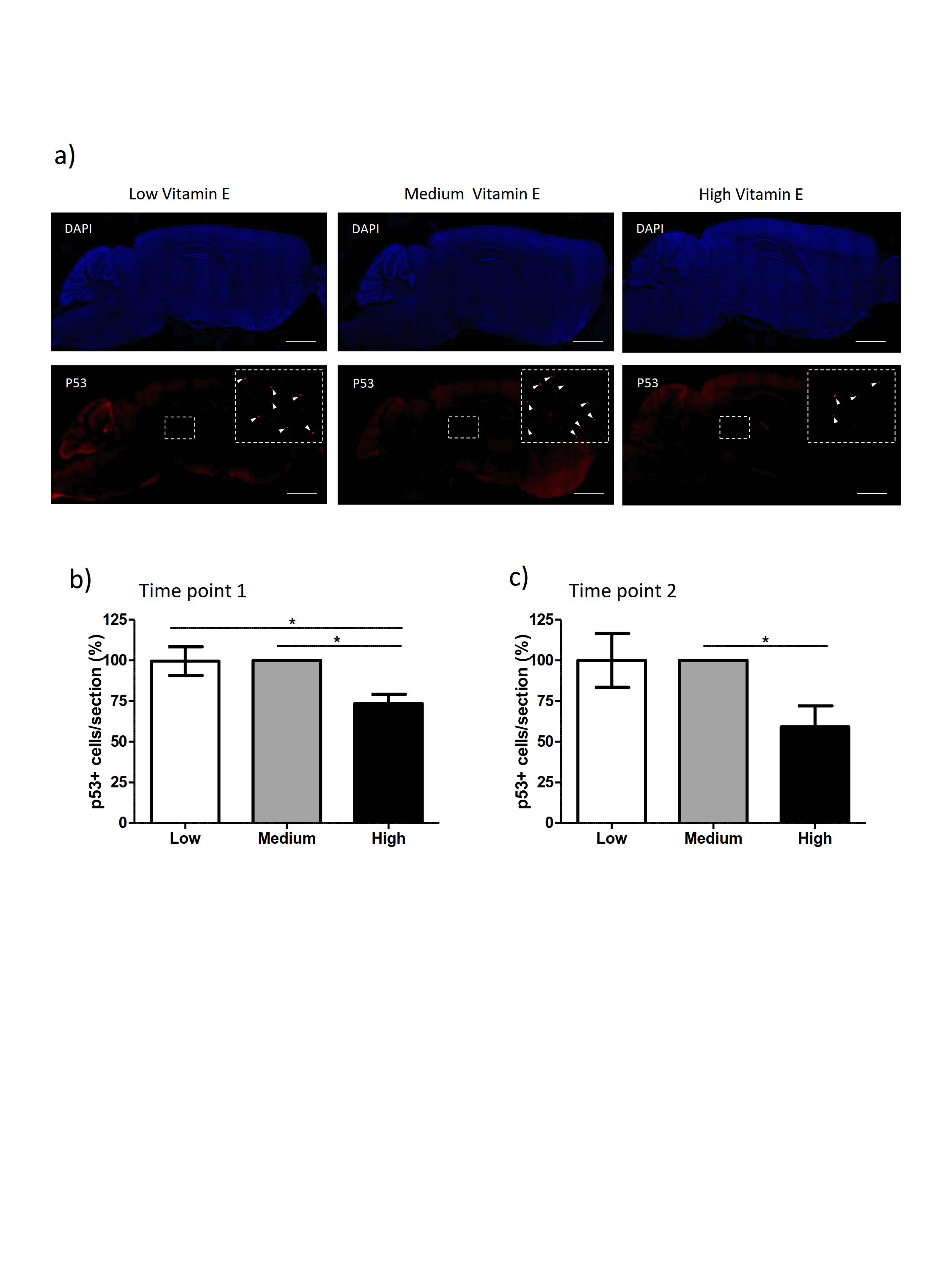 Figure 5. Vitamin E reduces the number of p53 positive cells in the brains of Xpg-/- mice